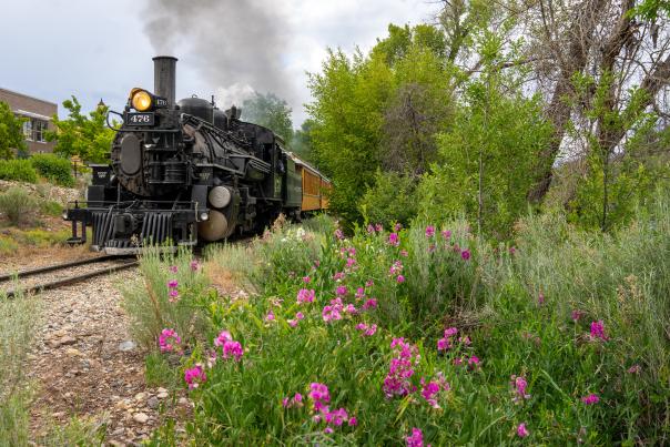 Durango and Silverton Narrow Gauge Railroad During Summer Next to the Durango Botanic Gardens