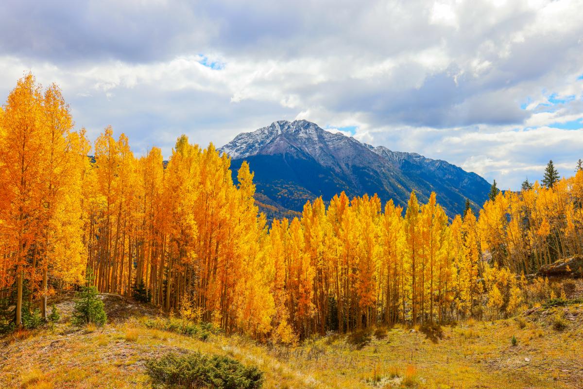 Needle Mountains and Grenadier Range from Molas Pass During Fall | Rhyler Overend | Visit Durango