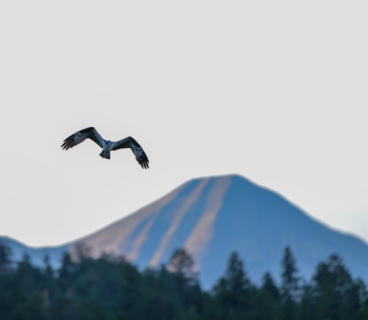 Osprey at Haviland Lake During Fall | Rhyler Overend | Visit Durango