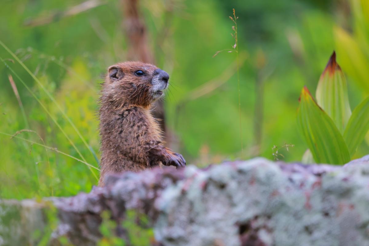 Marmot at Haviland Lake During Fall | Rhyler Overend | Visit Durango