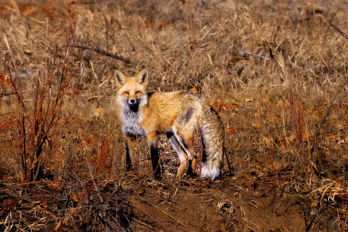 Fox on the Animas River During Fall | Rhyler Overend