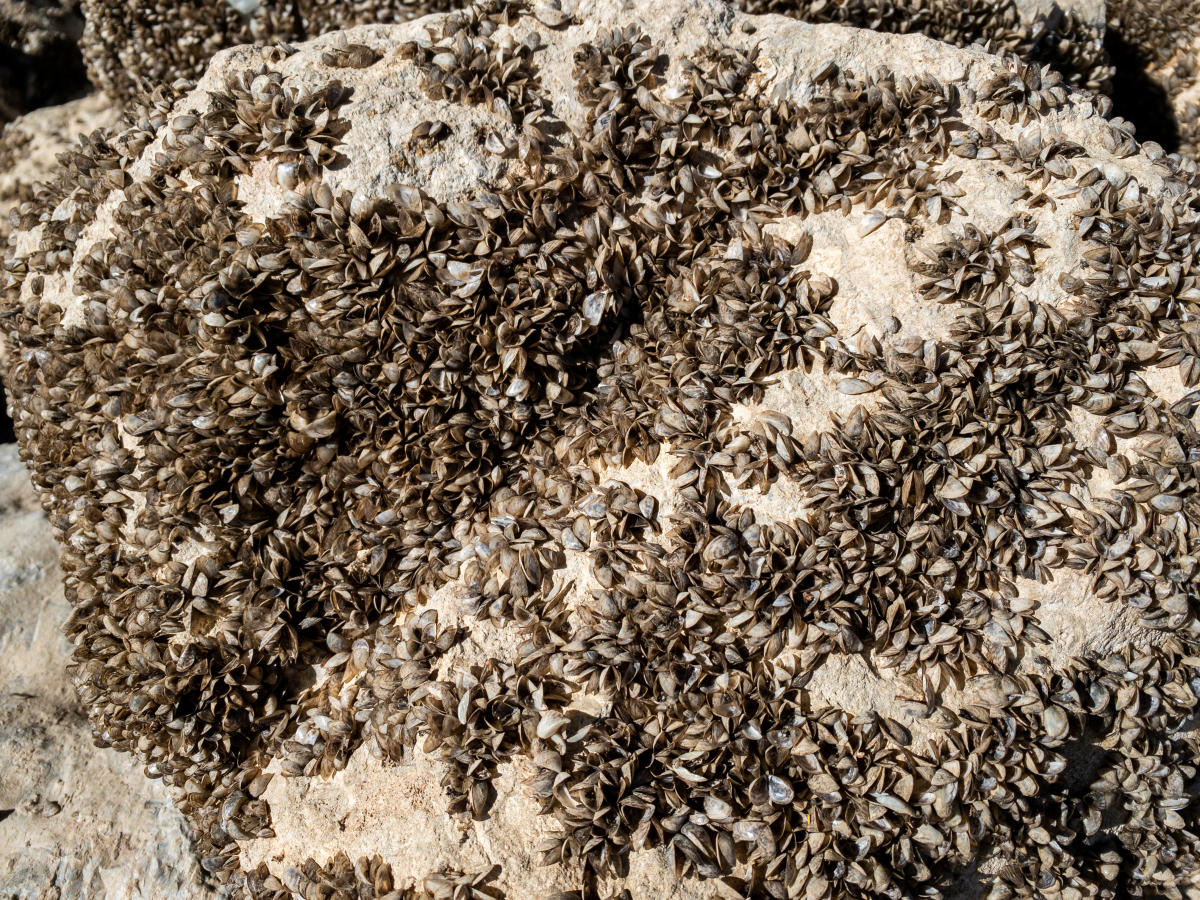 Stock Photo of Zebra Mussels