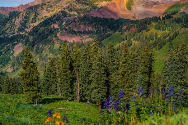 Wildflowers in front of Mountain