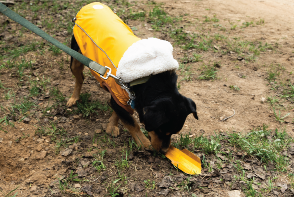 dog on a leash wearing a vest holds a small shovel in its mouth