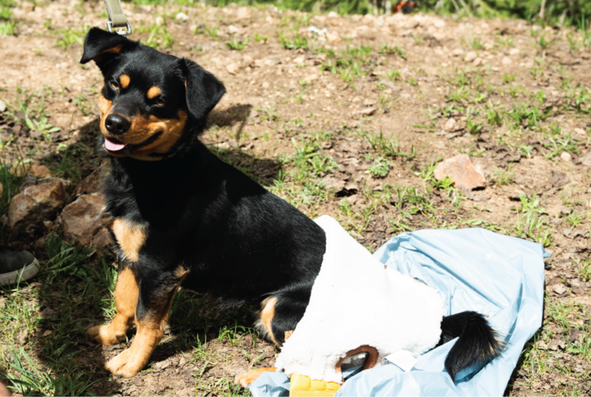 a smiling dog sits down on a wag bag