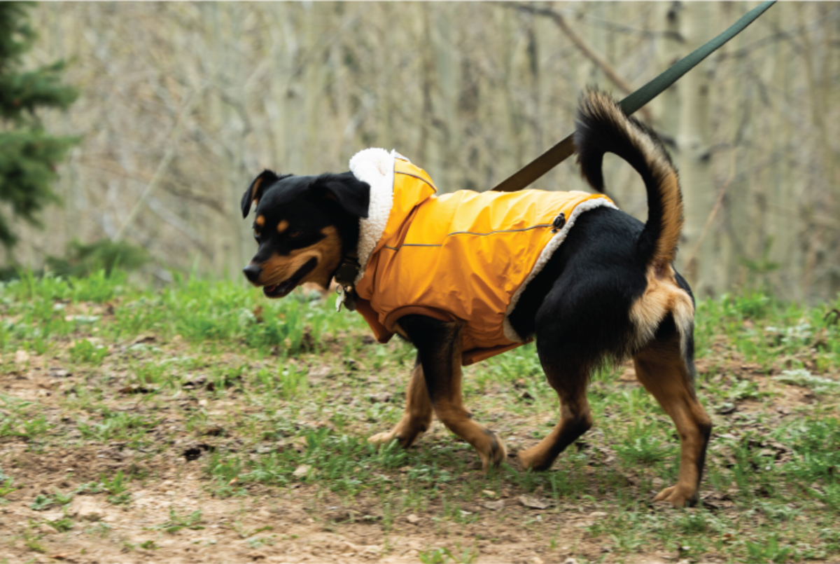 Dog on a leash walking